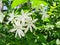 close up of Jasminum multipartitum flowers