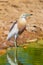 Close up of Javan Pond heron (Ardeola speciosa)