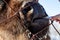 A close-up on the jaws of an animal bull on Wall Street, a cow, a bison stuck through the net fence is fed from the hand with