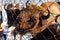 A close-up on the jaws of an animal bull on Wall Street, a cow, a bison stuck through the net fence is fed from the hand with