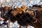 A close-up on the jaws of an animal bull on Wall Street, a cow, a bison stuck through the net fence is fed from the hand with