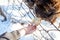 A close-up on the jaws of an animal bull on Wall Street, a cow, a bison stuck through the net fence is fed from the hand with