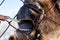 A close-up on the jaws of an animal bull on Wall Street, a cow, a bison stuck through the net fence is fed from the hand with