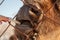 A close-up on the jaws of an animal bull on Wall Street, a cow, a bison stuck through the net of a hand-fed fence. Agriculture and