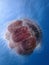 Close-up of jellyfish, the beauty of underwater world diving in Sabah, Borneo.