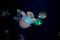 Close-up Jellyfish, Medusa in fish tank with neon light. Jellyfish is free-swimming marine coelenterate with a jellylike bell- or