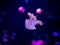 Close-up Jellyfish, Medusa in fish tank with neon light. Jellyfish is free-swimming marine coelenterate with a jellylike bell- or