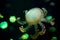 Close-up Jellyfish, Medusa in fish tank with neon light. Jellyfish is free-swimming marine coelenterate with a jellylike bell- or