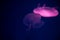 Close-up Jellyfish, Medusa in fish tank with neon light. Jellyfish is free-swimming marine coelenterate with a jellylike bell- or