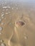 Close-up of a jellyfish on the sandy Dakhla beach on a sunny day