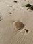 Close-up of a jellyfish on the sandy Dakhla beach on a sunny day