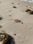 Close-up of a jellyfish on the sandy Dakhla beach on a sunny day