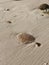 Close-up of a jellyfish on the sandy Dakhla beach on a sunny day