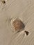 Close-up of a jellyfish on the sandy Dakhla beach on a sunny day
