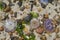 Close up of jellyfish and stones at a beach of the North Sea in Denmark