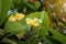 Close up of jepun yellow single flower