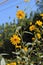 Close-up of Jerusalem Artichoke Flowers, Sunroot, Nature, Macro