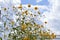 Close-up of Jerusalem Artichoke Flowers, Sunroot, Nature, Macro