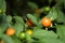 Close up of Jerusalem cherry, also known is winter cherry