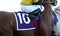 Close Up Jockey on Racehorse