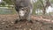 Close-up of a joey in the pouch of a wallaby