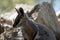 This is a close up of a  joey yellow footed rock wallaby