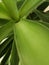 Close up of jucca indoor plant. Jucca palm tree and its long green leaves. Center of decorative houseplant.