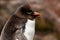 Close-up of juevnil  Rockhopper Penguin