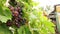 Close-up of a juicy bunch of multi-colored grapes on a branch with green leaves, grape harvest on a blurred background.
