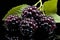 Close up of juicy, ripe blackberry fruit isolated on a sleek black background high quality image