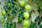 Close up of jujube fruits growing on the trees in garden