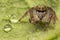 Close up of jumping spider colorful on nature green leaf plant background