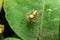 Close-up Jumping spider eyes big glasses on leaf