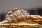 Close up of the jumping spiders on dry branches with black background.  Selective focus of the yellow spider on dry leaf in the