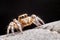 Close up of the jumping spiger on dry branches with black background.  Selective focus of the yellow spider on dry leaf in the