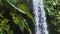 Close up of jungle fern plants moving by breeze of an tropical waterfall