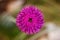 Close up of the Jurinea mollis flower