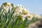 Close-up of just-budding white daffodils with a yellow trumpet at the edge of a bulb field