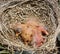 Close-Up Of Just Hatched Robin Chicks