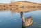 Close up of a juvenile black swan, still in brown plumage, swimming on the lake on a beautiful sunny day