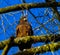 Close up of juvenile eagle on sunny winter day