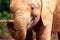 Close up of a juvenile elephant chewing on a stick at the elephant orphanage in Nairobi Kenya