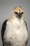 Close up juvenile female ornate hawk eagle over a white background