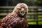 Close up of juvenile Golden Eagle looking into camera