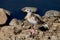 Close up of a juvenile gull on stones