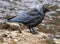 Close up of a juvenile jackdaw in profile perched on a rock next to a river