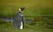 Close up of a juvenile king penguin with molting feathers