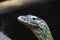 Close up of a juvenile Komodo Dragon