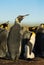 Close-up of a juvenile moulting king penguin