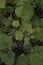 close-up: juvenile oak maple and elm branaches with a flesh fly on one of them